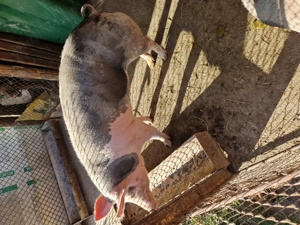 Vând scroafa de carne, crescuta natural. Relații la telefon  .  - imagine 4