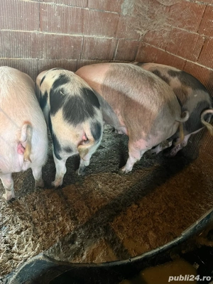 Porcii De Vânzare  - imagine 2