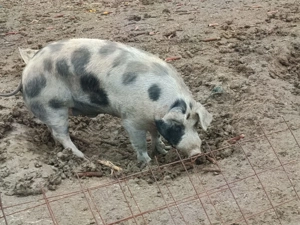 Porci de vanzare - imagine 2