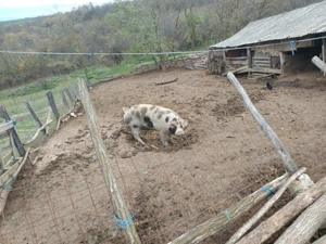 Porci de vanzare - imagine 4