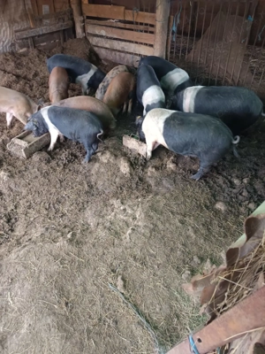 Porci de vanzare - imagine 5