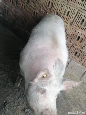 vand 2 porci  - imagine 3