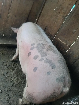 vand 2 porci  - imagine 2