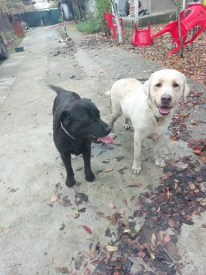 Vând 2 câini Labradori cu Pedigree tip A