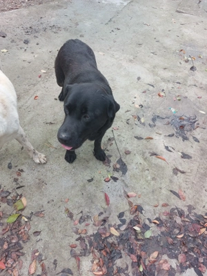 Vând 2 câini Labradori cu Pedigree tip A - imagine 3