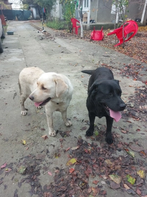 Vând 2 câini Labradori cu Pedigree tip A - imagine 2
