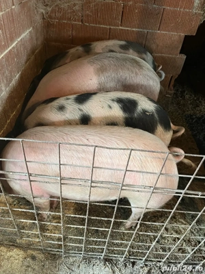 Porcii De Vânzare  - imagine 3