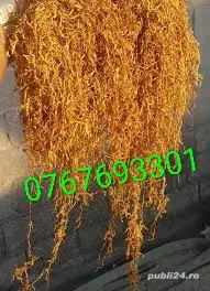 Firicel belgia 0.1 galben - imagine 3