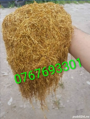 Firicel olanda 0.1 galben