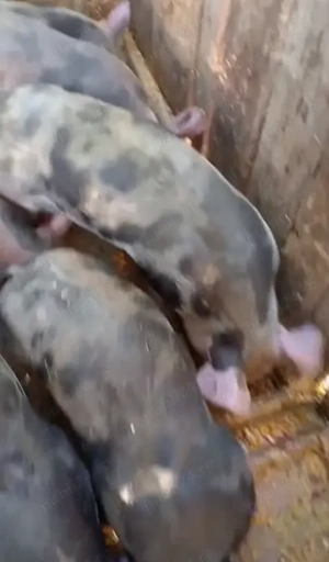 Purcei de carne rasă Petrain de vanzare - imagine 3