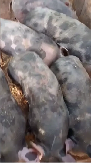 Purcei de carne rasă Petrain de vanzare - imagine 2