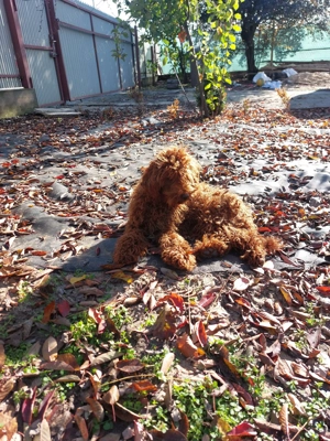 Vând cățelul Pudel             