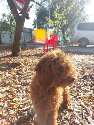 Vând cățelul Pudel              - imagine 2