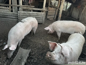 porci de carne - imagine 2