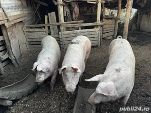 porci de carne - imagine 4