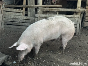 porci de carne - imagine 3