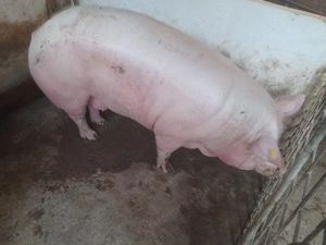 Porci de carne pitran pentru Crăciun 120- 150  Kg  - imagine 2