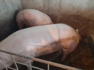 Porci de carne pitran pentru Crăciun 120- 150  Kg  - imagine 3