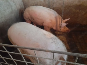 Porci de carne pitran pentru Crăciun 120- 150  Kg  - imagine 4