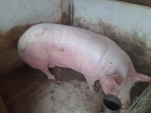 Porci de carne pitran pentru Crăciun 120- 150  Kg 