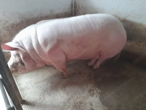 Porci de carne pitran pentru Crăciun 120- 150  Kg  - imagine 5