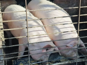 Porci disponibili! - imagine 4
