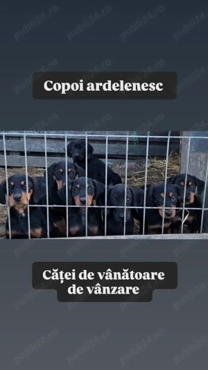 Catei de vanatoare copoi ardelenesc - imagine 2