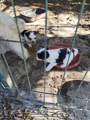 Bischon de 2 luni talie mica - imagine 3