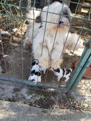 Bischon de 2 luni talie mica