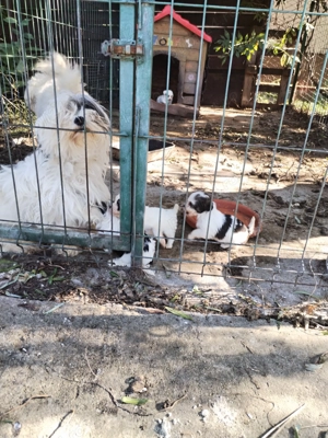 Bischon de 2 luni talie mica - imagine 2