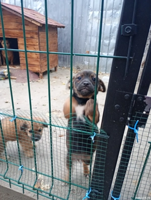 Donez catelusi - imagine 2