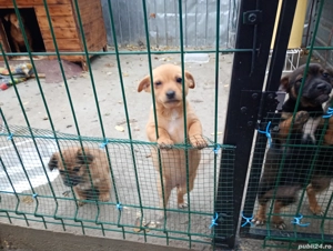 Donez catelusi - imagine 3