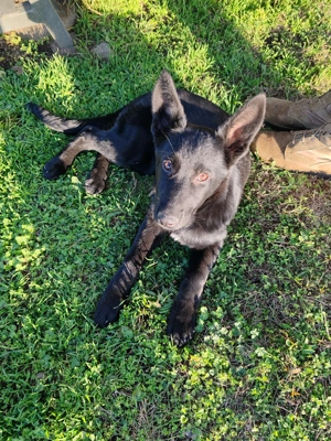 Ciobanesc German Negru  - imagine 3