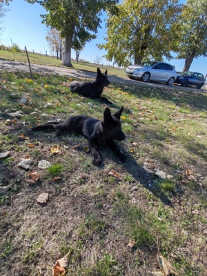 Ciobanesc German Negru  - imagine 4