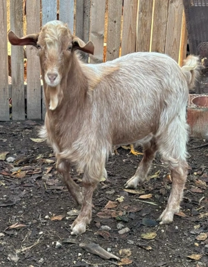 Țăpisor frumos și cuminte - imagine 3