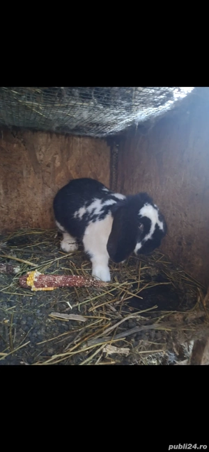 De vanzare iepuroaica si cotoi - imagine 2