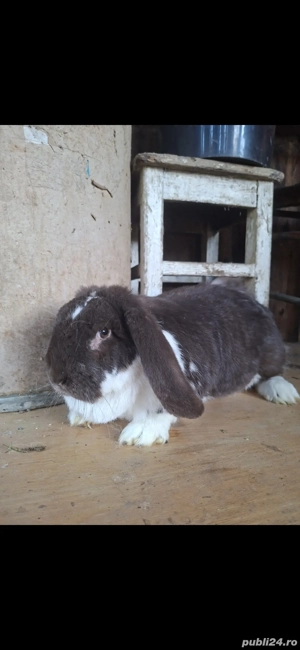 De vanzare iepuroaica si cotoi