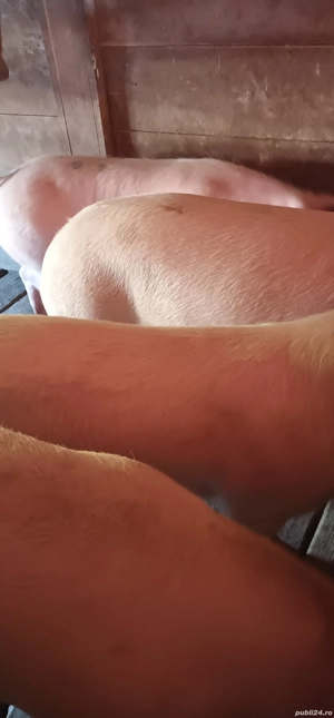 Vând porci de sărbători 