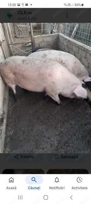 Porc de vanzare