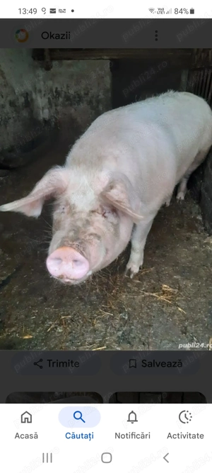 Porc de vanzare - imagine 2