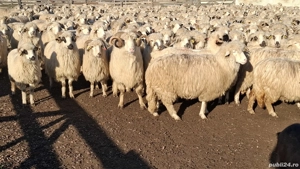 Vând  oi  tinere   - imagine 2