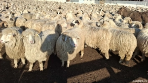 Vând  oi  tinere   - imagine 4