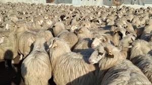 Vând  oi  tinere   - imagine 3