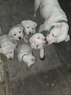 Vând Cățeluși Amstaff - imagine 4