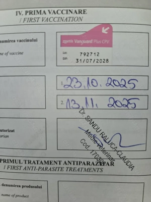 Vând Cățeluși Amstaff - imagine 5