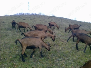 Capre alpina franceza - imagine 2