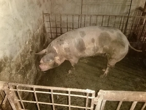 Vând purcea pietrean 