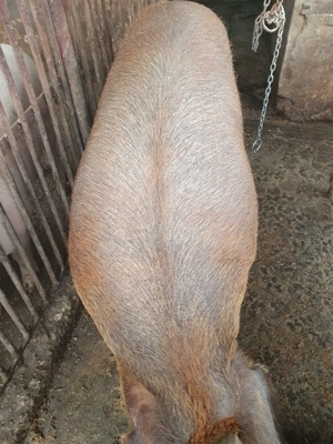 Porci de vânzare 