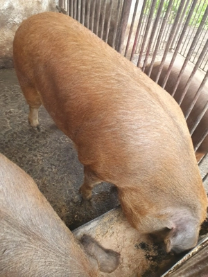 Porci de vânzare  - imagine 2