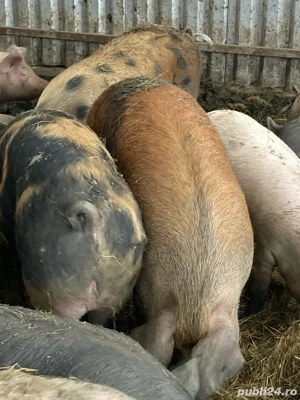 porci de casă - imagine 3